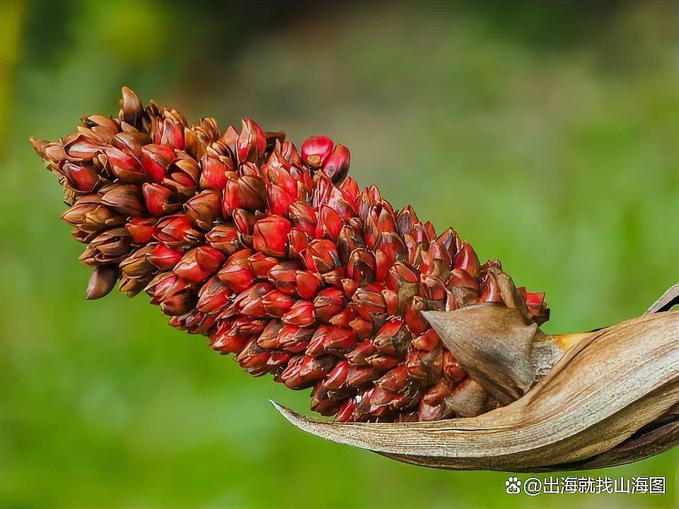 馬來西亞盛產什么？，馬來西亞五大經濟支柱產業及現狀