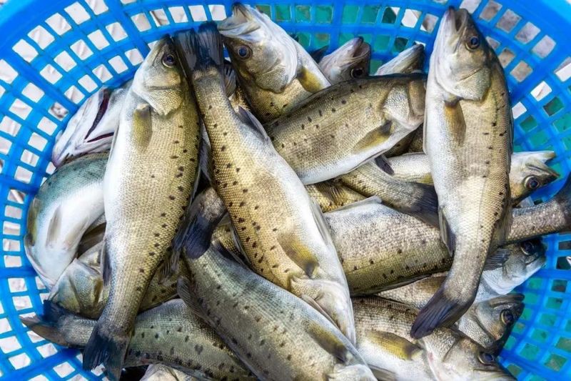 什么魚是蒜瓣肉，《什么魚是蒜瓣肉》在眾多魚類中，有一種因其獨特的肉質(zhì)