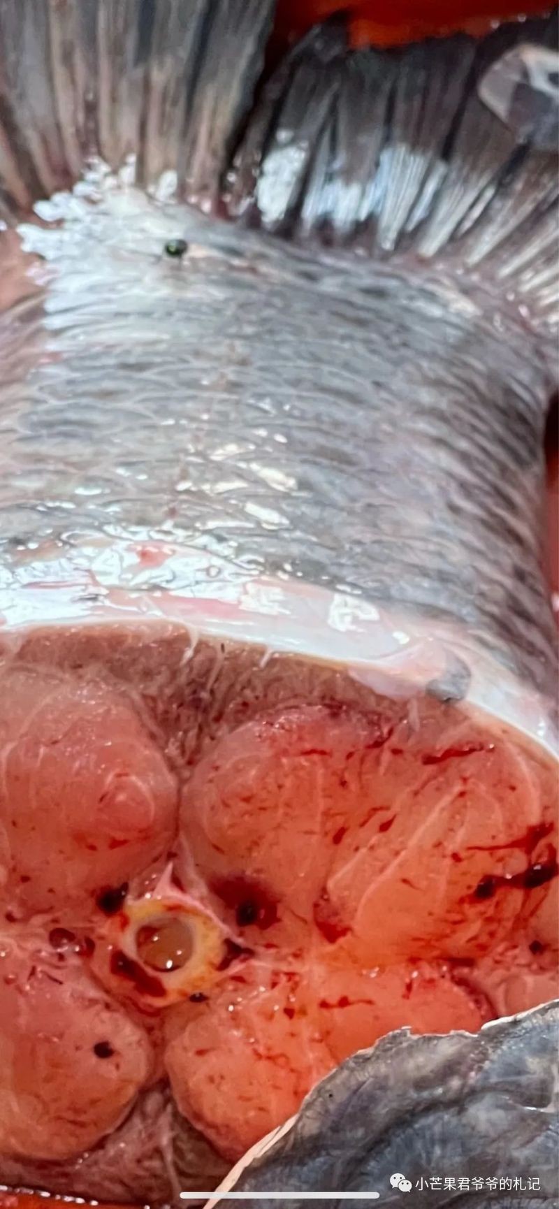 什么魚是蒜瓣肉，《什么魚是蒜瓣肉》在眾多魚類中，有一種因其獨特的肉質 什么魚是蒜瓣肉，《什么魚是蒜瓣肉》在眾多魚類中，有一種因其獨特的肉質 龍魚論壇 第7張