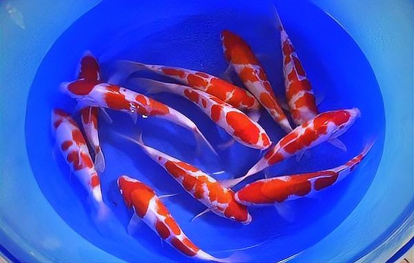 二條魚招財還是破財，為什么說養兩條魚究竟是招財還是破財