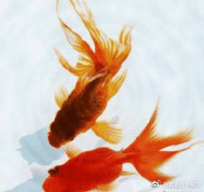 二條魚招財還是破財，為什么說養兩條魚究竟是招財還是破財