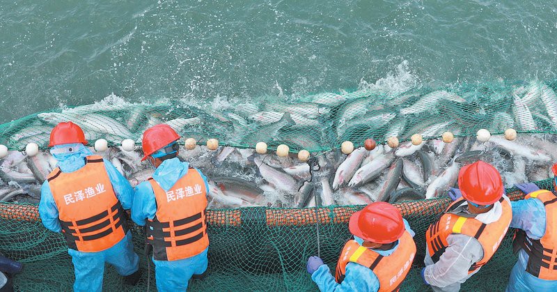 格爾木龍魚店，關于格爾木龍魚店 格爾木龍魚店，關于格爾木龍魚店 全國水族館企業名錄 第7張