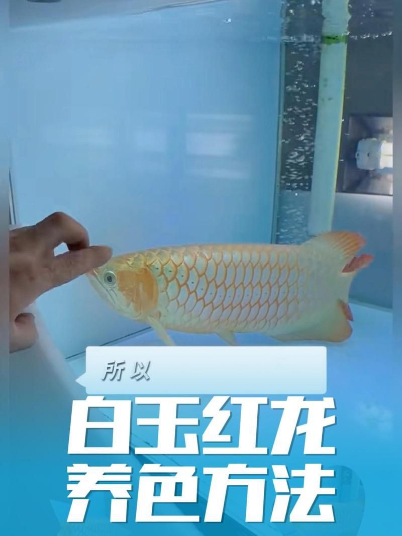 瑪豆的水族最建議買嗎，瑪豆優菌庫5s效果好嗎