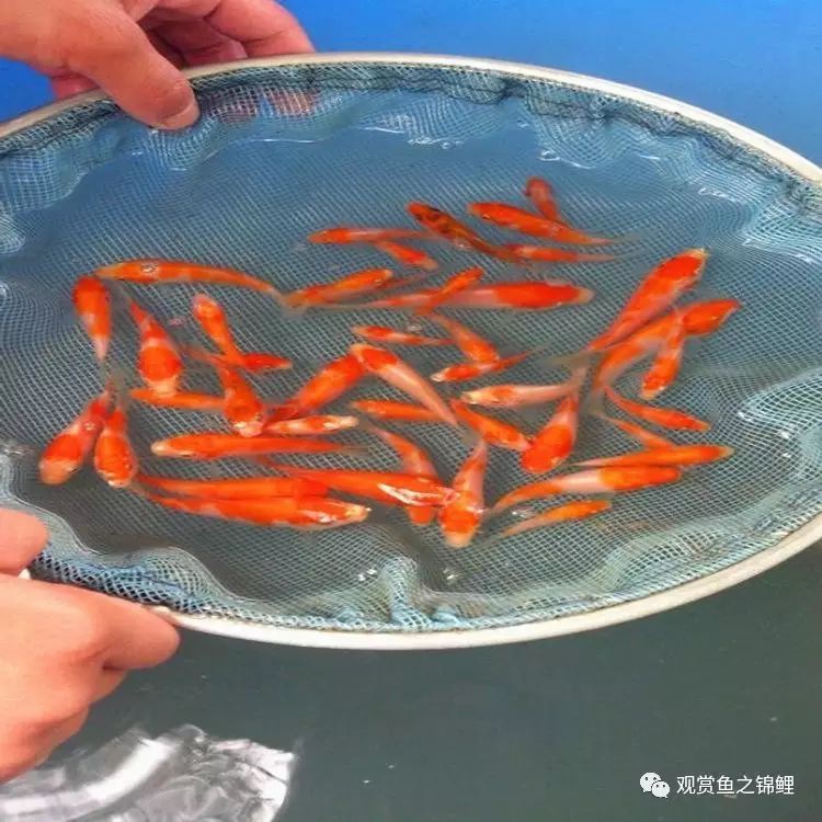 丹三錦鯉的隱墨能出來么，丹三錦鯉的隱墨 丹三錦鯉的隱墨能出來么，丹三錦鯉的隱墨 龍魚論壇 第2張