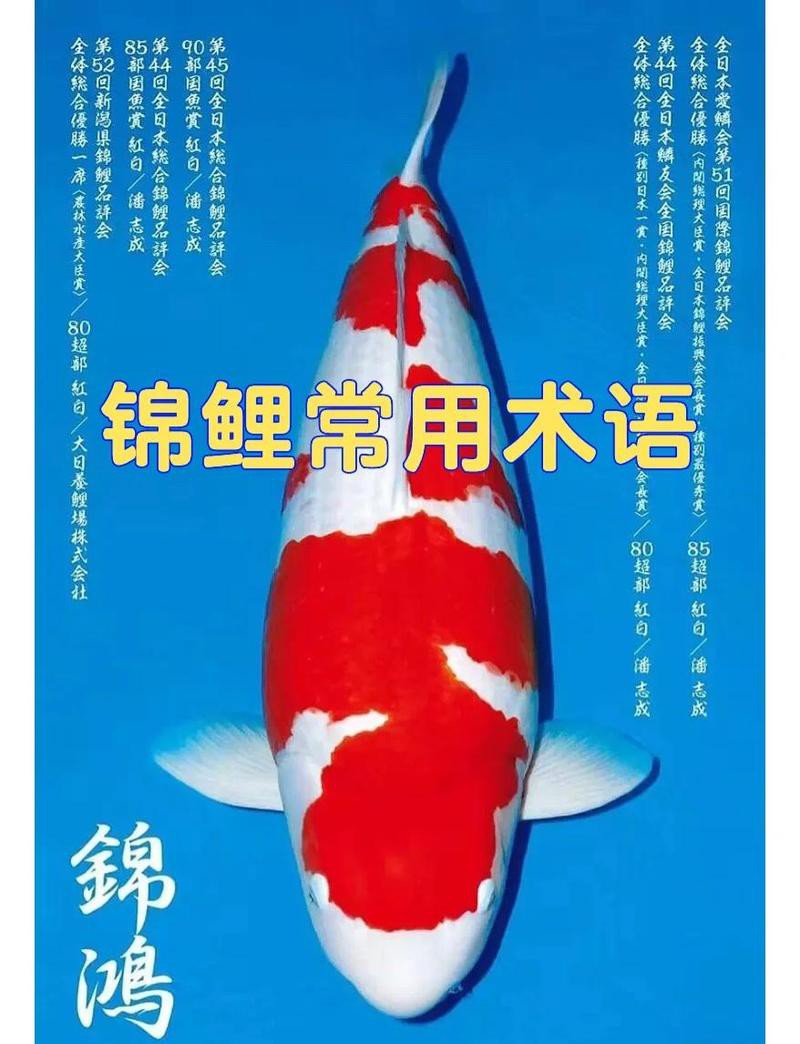 丹三錦鯉的隱墨能出來么，丹三錦鯉的隱墨 丹三錦鯉的隱墨能出來么，丹三錦鯉的隱墨 龍魚論壇 第1張