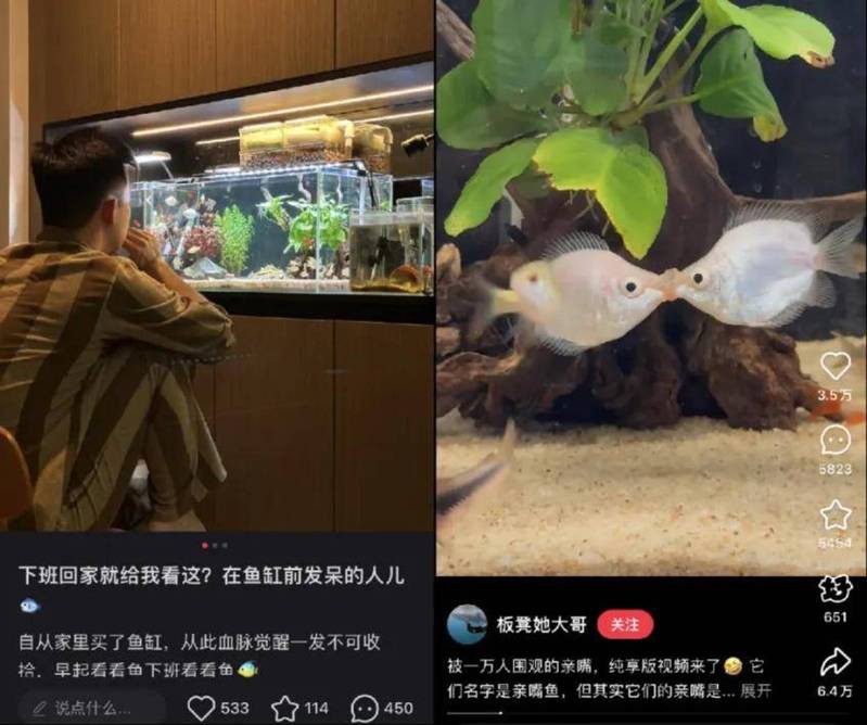 東寶龍魚店，東寶龍魚店有哪些特色及種 東寶龍魚店，東寶龍魚店有哪些特色及種 全國水族館企業名錄 第1張