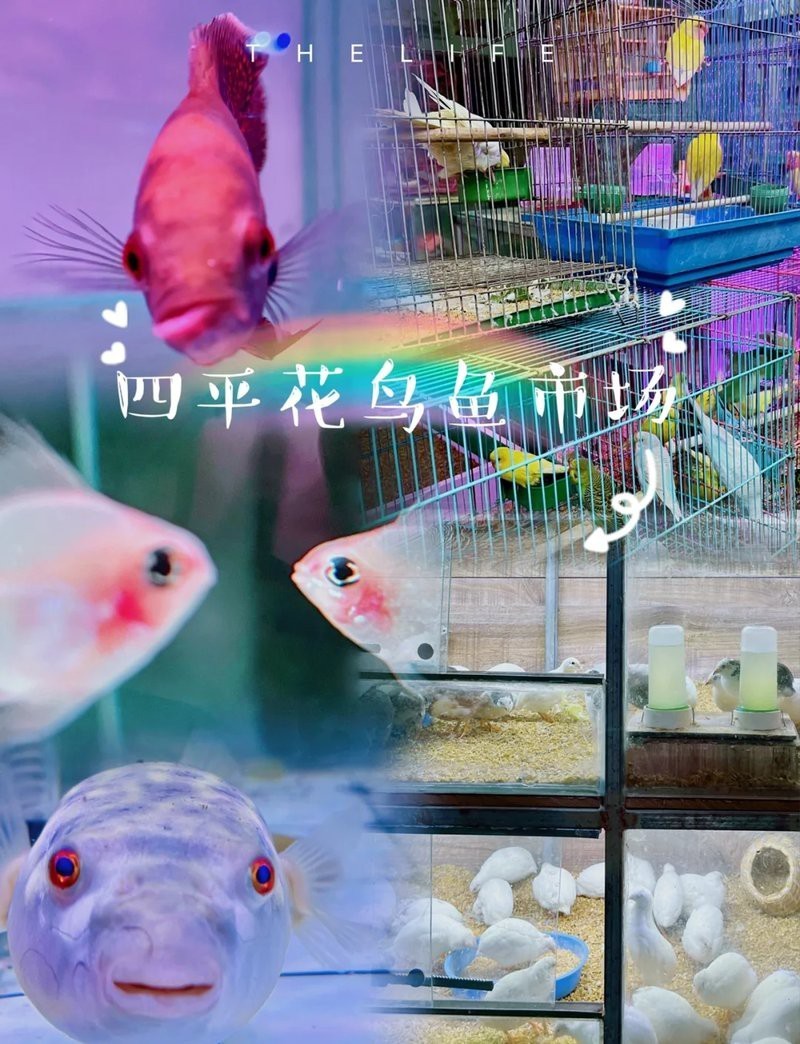 四平龍魚店，關于“四平龍魚店”的公告