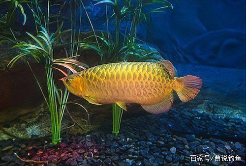 最貴鳳凰紅龍魚前十名，“最貴鳳凰紅龍魚前十名”排名尚未公開權威資料列出 最貴鳳凰紅龍魚前十名，“最貴鳳凰紅龍魚前十名”排名尚未公開權威資料列出 龍魚百科 第3張