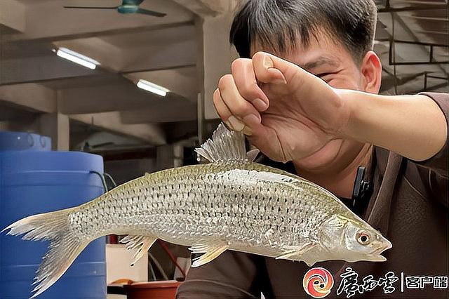 <strong><mark>崇左</mark></strong>龍魚店，<strong><mark>崇左</mark></strong>有沒有龍魚店