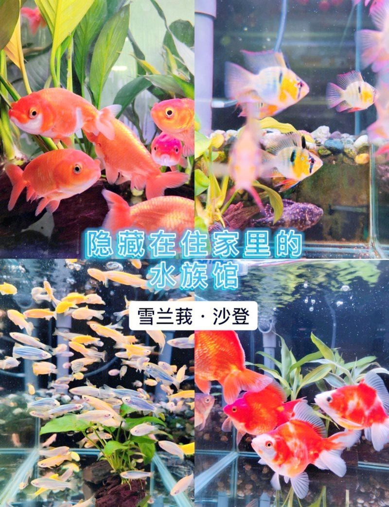 日喀則地區(qū)水族店，如何聯(lián)系日喀則地區(qū)的水族店