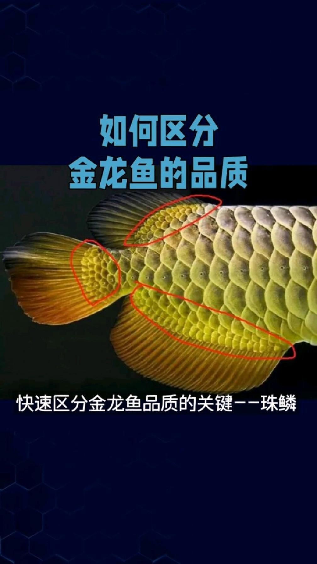 如何鑒別高品質金龍魚，—一教您區分金龍魚的等級如何區分金龍魚的等級 如何鑒別高品質金龍魚，—一教您區分金龍魚的等級如何區分金龍魚的等級 龍魚百科 第2張