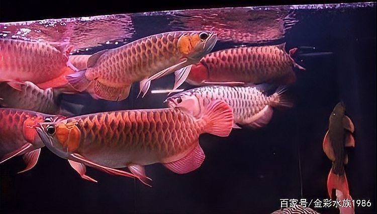 號半龍魚最忌三種魚，《號半龍魚最忌三種魚》