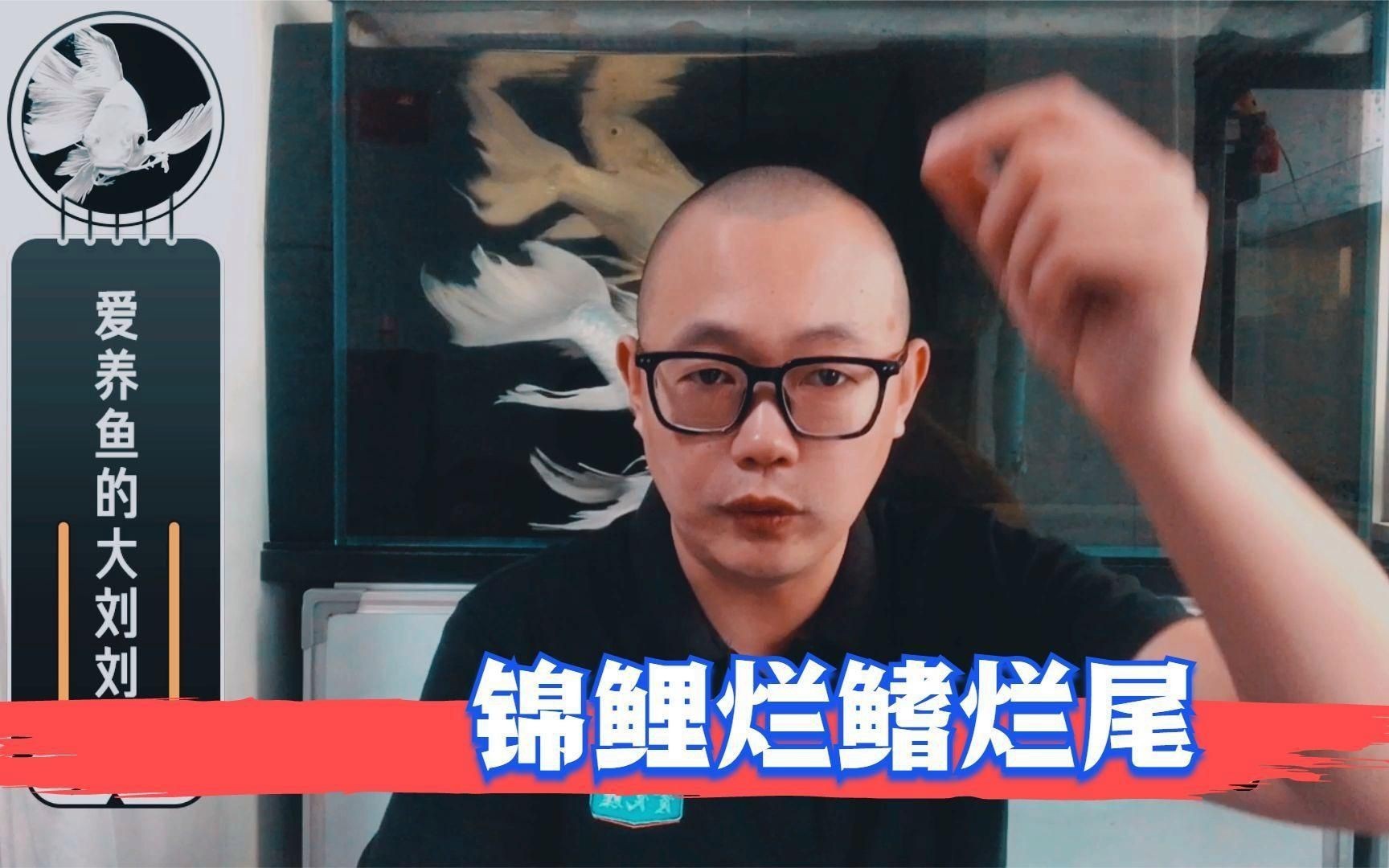 魚爛尾自愈需要多長時間？，金魚爛鰭爛尾怎么辦水質改善是關鍵全民小視頻 魚爛尾自愈需要多長時間？，金魚爛鰭爛尾怎么辦水質改善是關鍵全民小視頻 龍魚百科 第7張