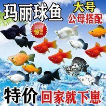 瑪麗球魚多少錢一條，四色瑪麗球魚單條售價低至10.2元什么值得買