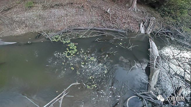 電鰻的天敵是什么，電鰻在自然界中有沒有天敵？ 電鰻的天敵是什么，電鰻在自然界中有沒有天敵？ 龍魚論壇 第1張