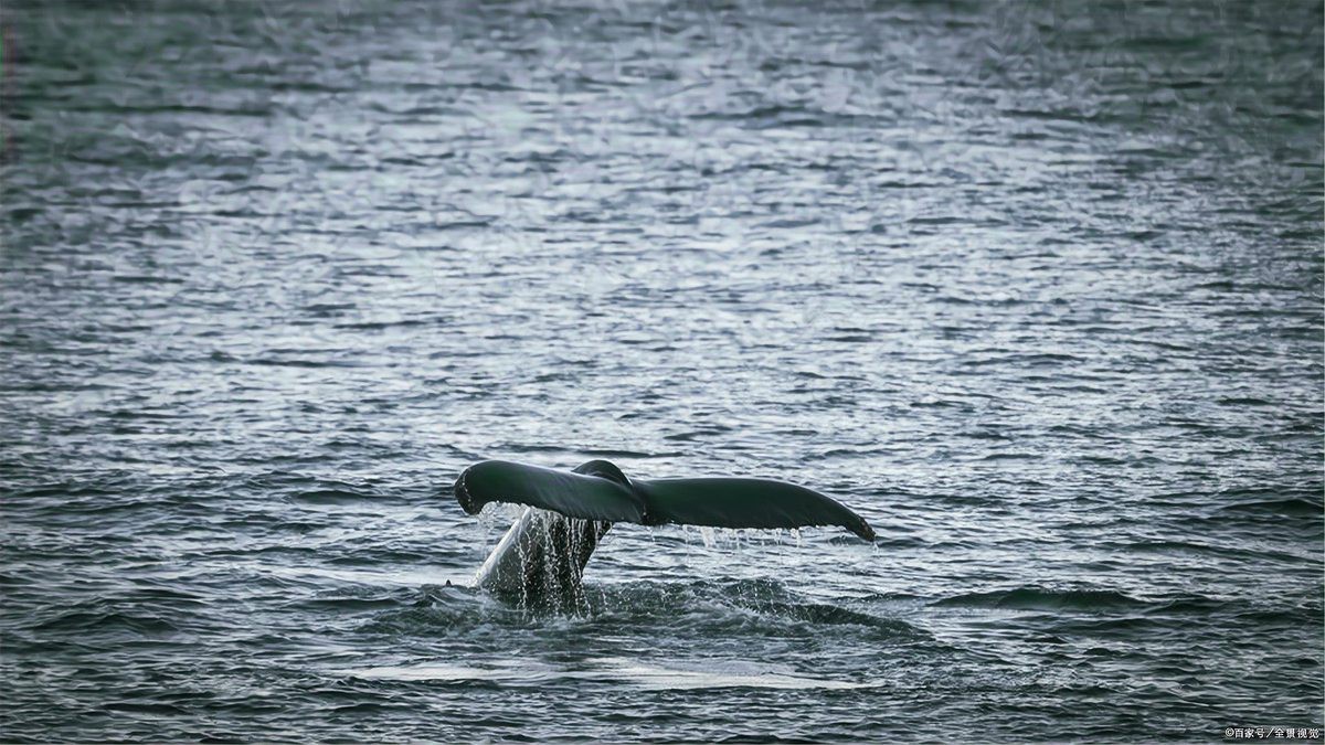 電鰻的天敵是什么，電鰻在自然界中有沒有天敵？ 電鰻的天敵是什么，電鰻在自然界中有沒有天敵？ 龍魚論壇 第2張