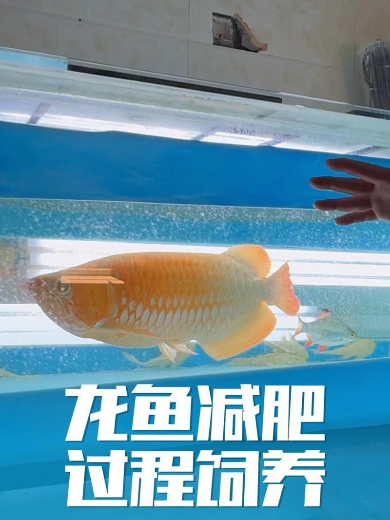 瑪豆細菌水族消化活菌，瑪豆細菌水族消化活菌品牌排行榜京東硝化細菌品牌排行榜