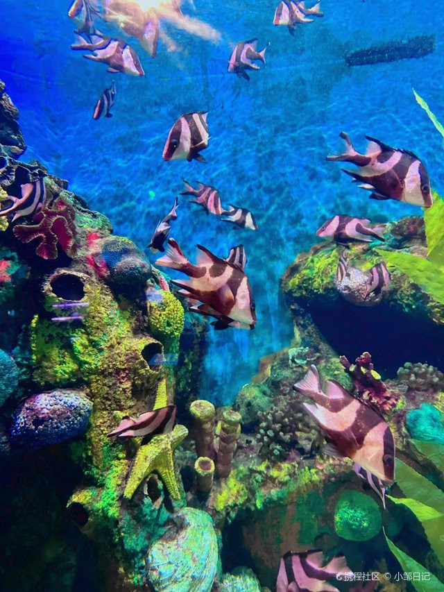 寧海水族店，寧海水族店是當地專注于水族領域的特色商鋪