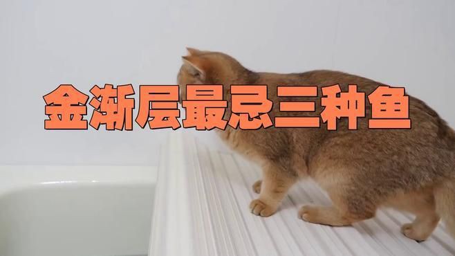 貓咪最忌三種魚，《貓咪最忌三種魚》貓咪最忌口的三種魚