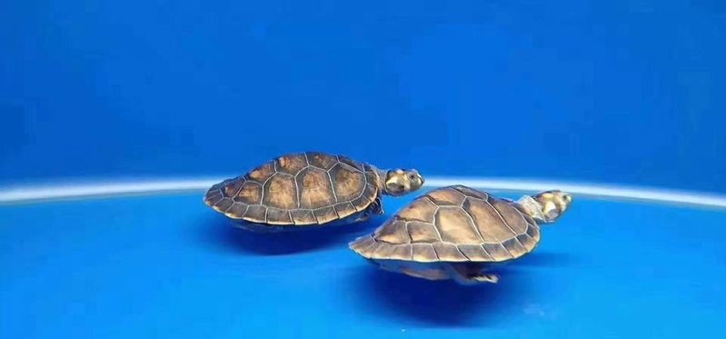 平谷水族店，北京平谷水族店哪家口碑最好