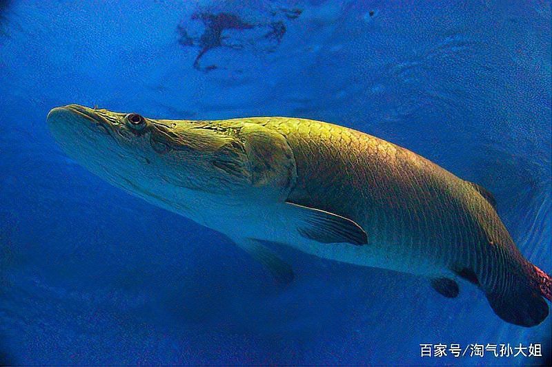 延壽龍魚(yú)店，哈爾濱市延壽縣加信鎮(zhèn)龍魚(yú)種植家庭農(nóng)場(chǎng)