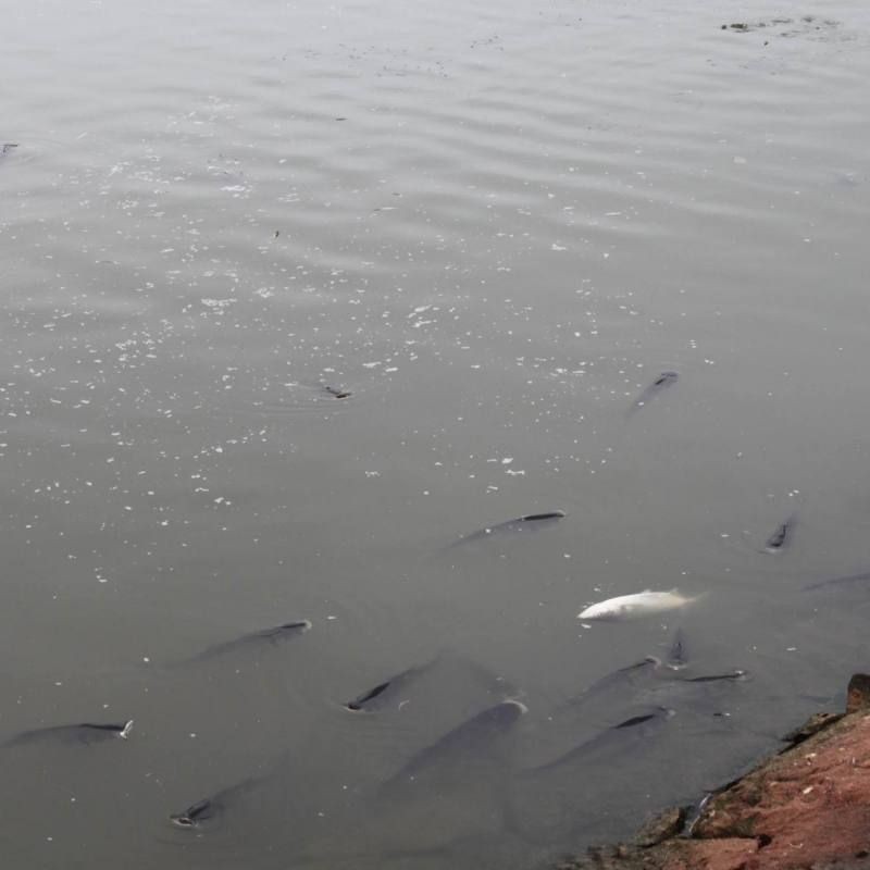 治療龍魚浮頭需要多長時間？，魚浮頭后多久能恢復正常