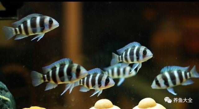 治療龍魚浮頭需要多長時間？，魚浮頭后多久能恢復正常