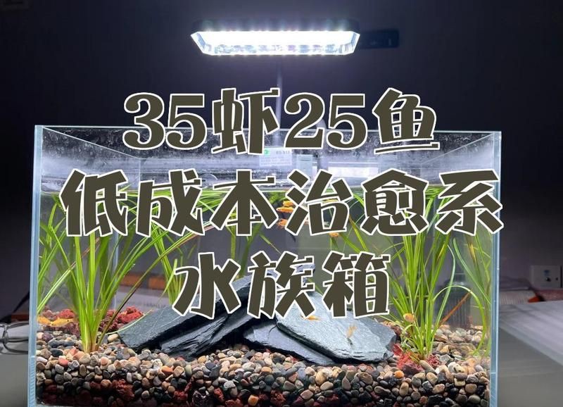 明星水族魚缸價格，明星水族魚缸價格一般多少錢