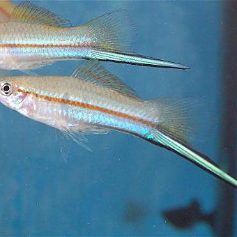 劍魚有幾種，劍魚哪種劍魚最具有觀賞價值劍魚的最佳飼養(yǎng)環(huán)境是什么 劍魚有幾種，劍魚哪種劍魚最具有觀賞價值劍魚的最佳飼養(yǎng)環(huán)境是什么 全國水族館企業(yè)名錄 第7張