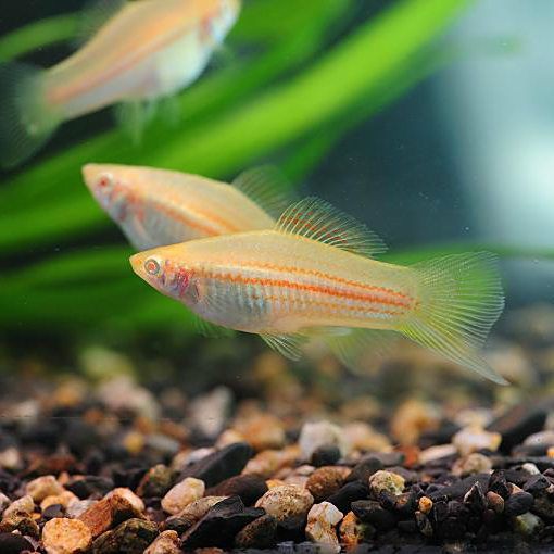 劍魚有幾種，劍魚哪種劍魚最具有觀賞價值劍魚的最佳飼養(yǎng)環(huán)境是什么 劍魚有幾種，劍魚哪種劍魚最具有觀賞價值劍魚的最佳飼養(yǎng)環(huán)境是什么 全國水族館企業(yè)名錄 第5張
