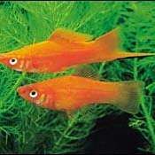 劍魚有幾種，劍魚哪種劍魚最具有觀賞價值劍魚的最佳飼養(yǎng)環(huán)境是什么 劍魚有幾種，劍魚哪種劍魚最具有觀賞價值劍魚的最佳飼養(yǎng)環(huán)境是什么 全國水族館企業(yè)名錄 第10張