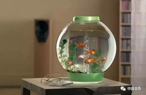 錦鯉魚養(yǎng)幾條最好最旺財，《錦鯉魚養(yǎng)幾條最好最旺財》