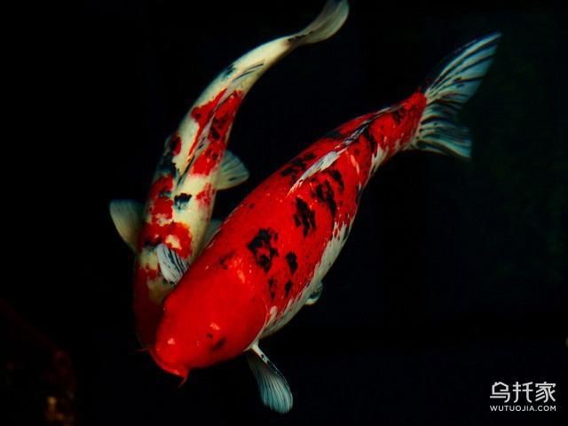 錦鯉魚養幾條最好最旺財，《錦鯉魚養幾條最好最旺財》