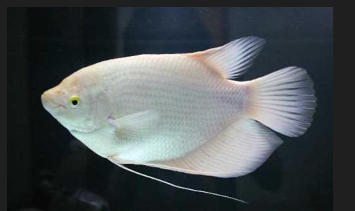 什么魚可以壓制招財魚，壓制招財魚的魚類品種及其生態機制