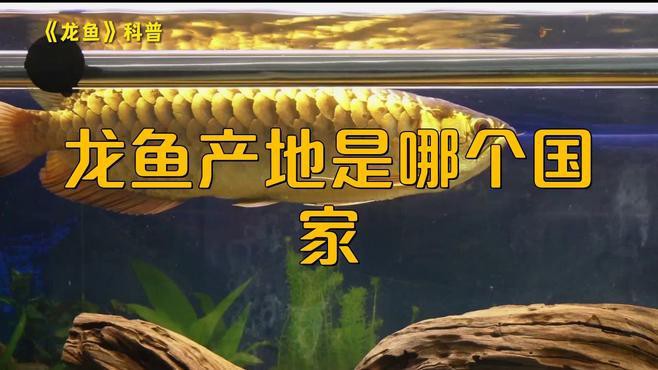 哪些產區的紅龍魚品質最好？，如何挑選一條優質的印尼波多西堡紅龍魚