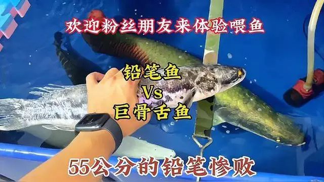 什么魚打得過(guò)大鉛筆魚，大鉛筆魚vs巨骨舌魚