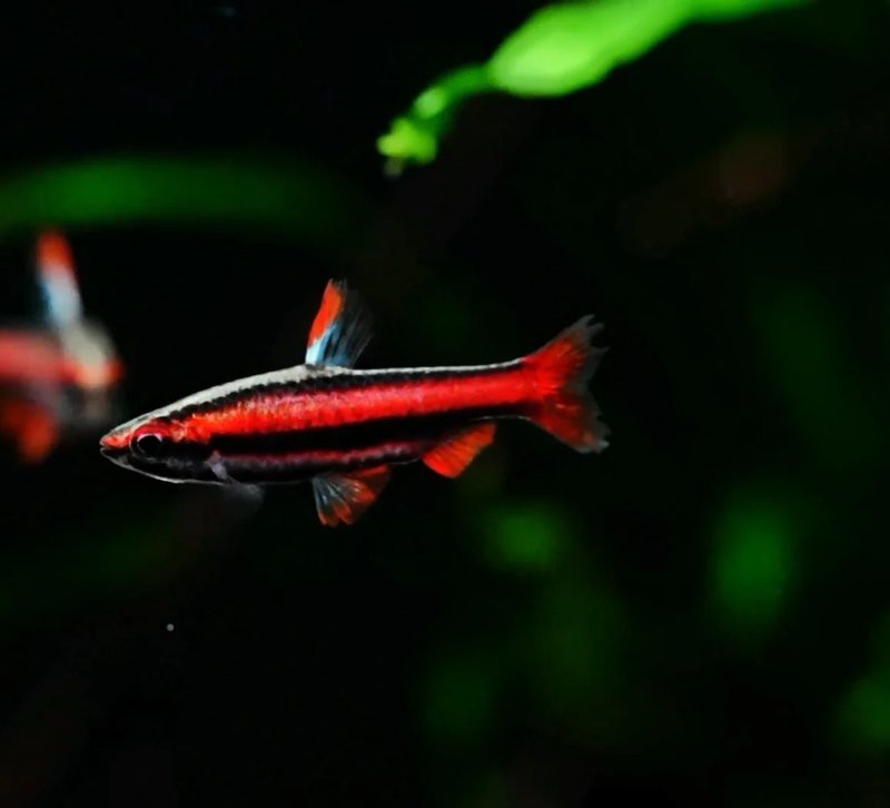 什么魚打得過(guò)大鉛筆魚，大鉛筆魚vs巨骨舌魚
