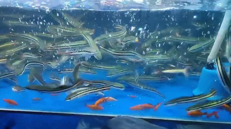 什么魚打得過(guò)大鉛筆魚，大鉛筆魚vs巨骨舌魚