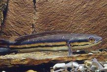 什么魚打得過大鉛筆魚，大鉛筆魚vs巨骨舌魚