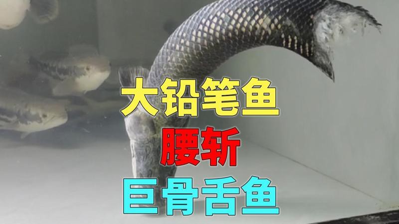 什么魚打得過大鉛筆魚，大鉛筆魚vs巨骨舌魚