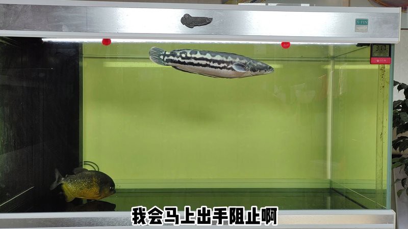 什么魚打得過(guò)大鉛筆魚，大鉛筆魚vs巨骨舌魚