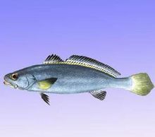 米魚是淡水魚還是海魚，中國]-米魚科普中國]米魚 米魚是淡水魚還是海魚，中國]-米魚科普中國]米魚 龍魚百科 第2張