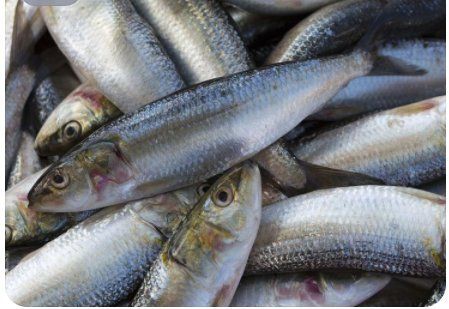 米魚是淡水魚還是海魚，中國]-米魚科普中國]米魚 米魚是淡水魚還是海魚，中國]-米魚科普中國]米魚 龍魚百科 第3張