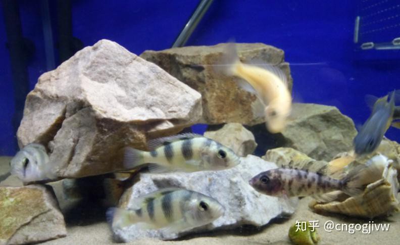 三湖慈鯛能和虎魚混養嗎，三湖慈鯛與虎魚混養的可行性、操作要點及操作要點
