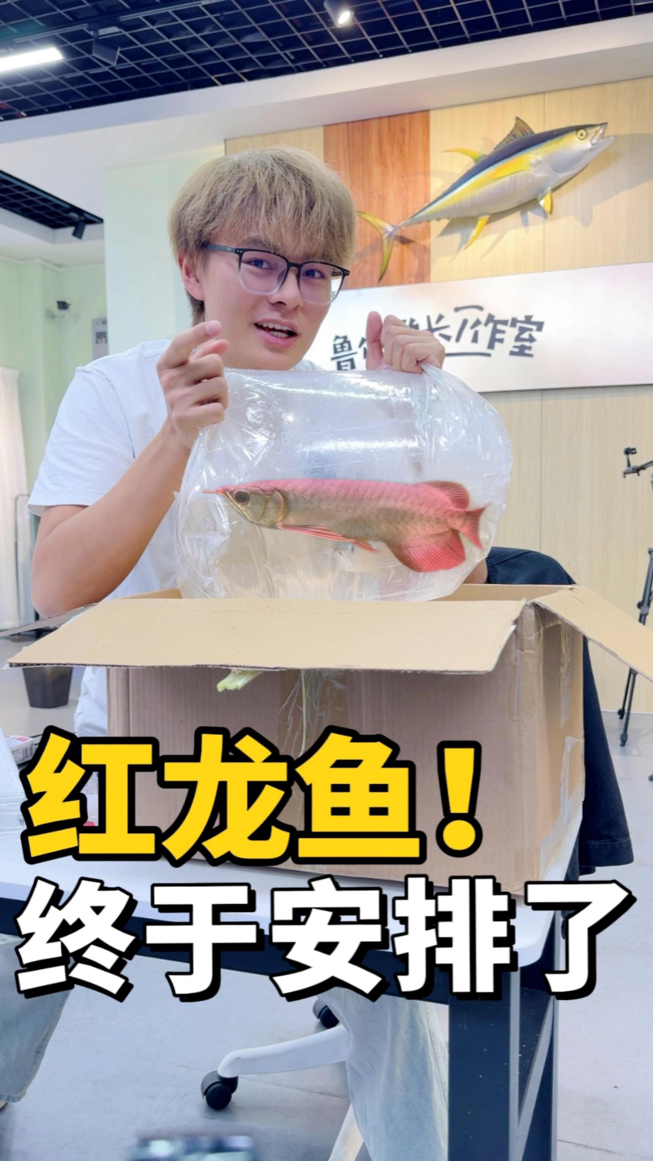收藏級紅龍魚最簡單三個步驟，《收藏級紅龍魚最簡單三個步驟》