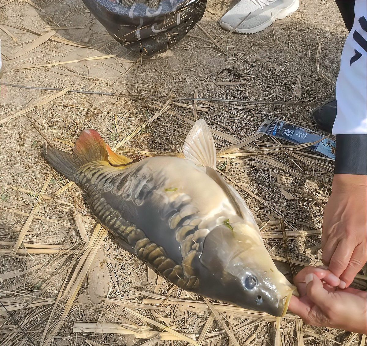 三花鯉魚為何盡量少吃，三花鯉魚是一種具有爭議性的食材