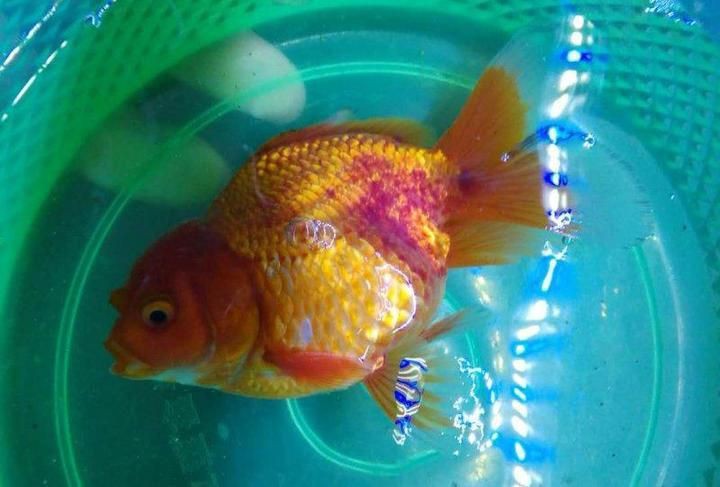 如何判斷金魚鰭充血的嚴重程度？，養(yǎng)魚老道，金魚尾巴充血何種原因養(yǎng)魚許久總結(jié)3點,基本涵蓋在里頭養(yǎng)魚說