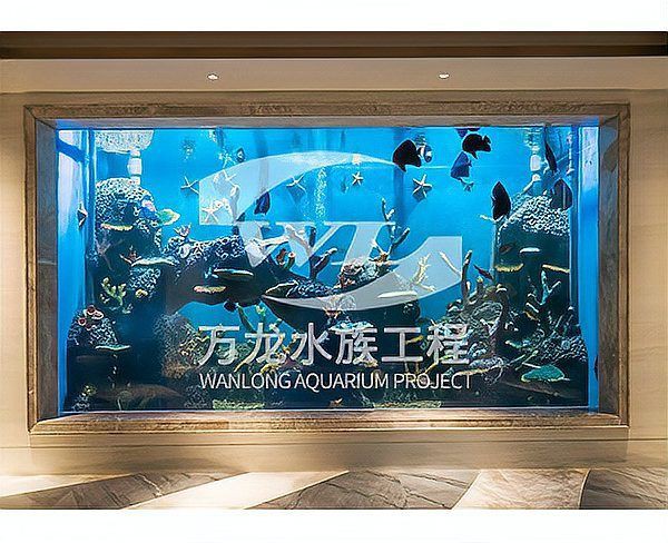 魚缸120×50可以養龍魚嗎，長期飼養龍魚需要多大的魚缸