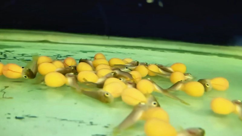 皇宮龍魚漁場官網，廣州龍魚漁場 皇宮龍魚漁場官網，廣州龍魚漁場 龍魚論壇 第4張