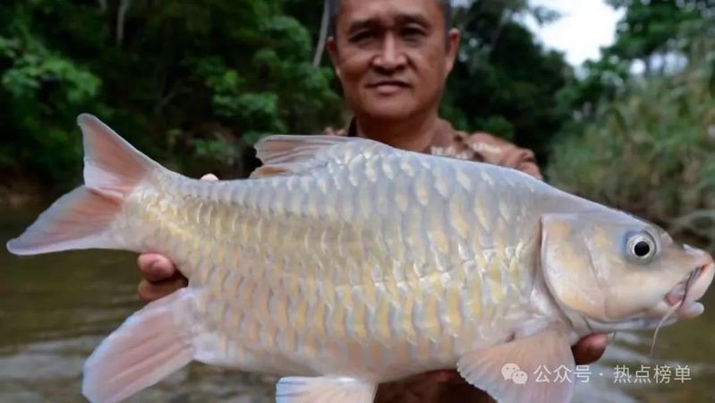 世界十大最貴的魚排名，世界十大最貴的魚排名，日本紅白錦鯉“錦鯉樓蘭”2000萬元